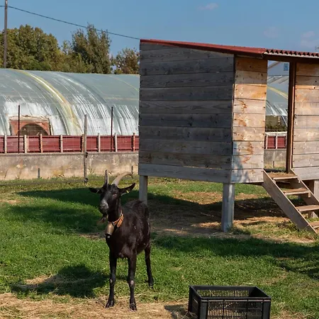 Du Pagoulin - Coquelicots