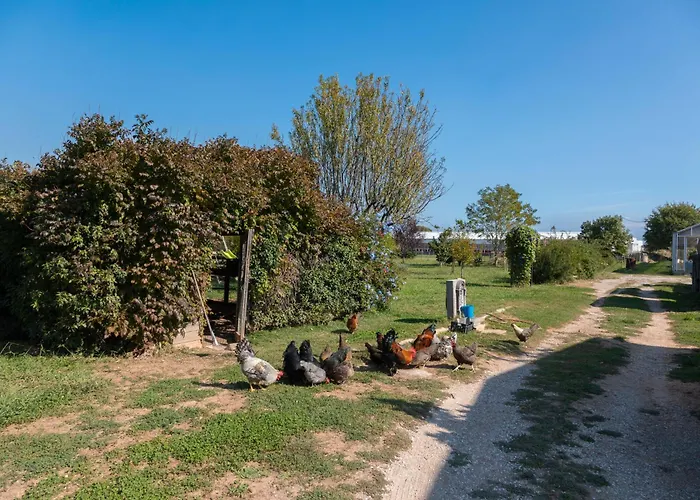 Du Pagoulin - Coquelicots * Hyères