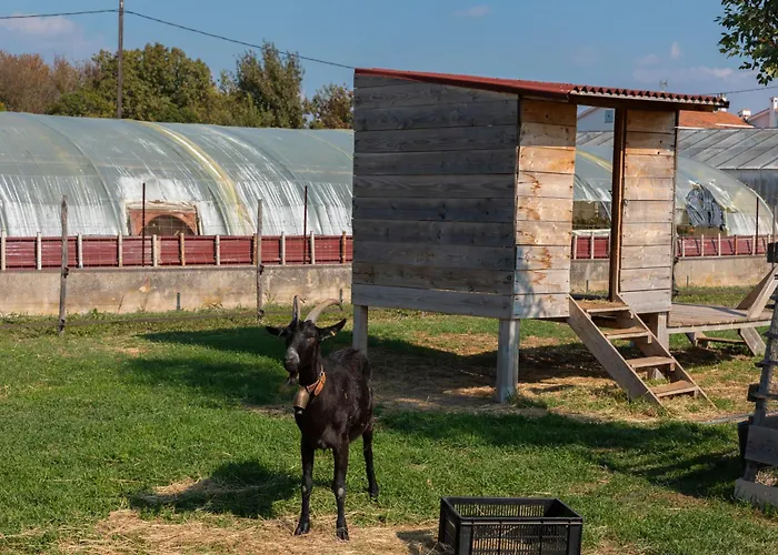 Du Pagoulin - Coquelicots
