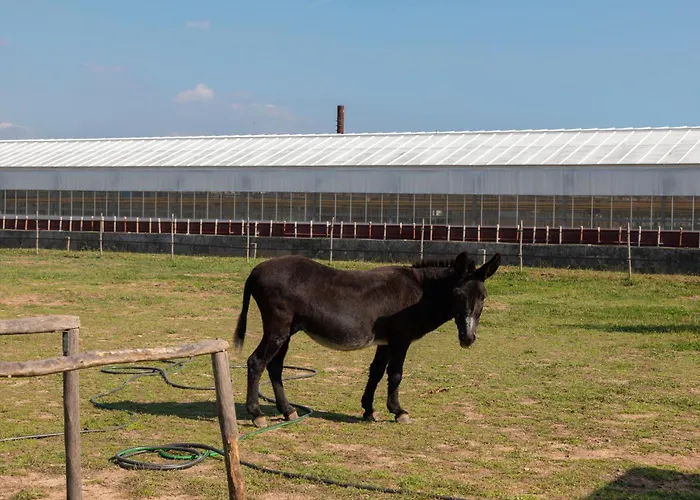 Du Pagoulin - Coquelicots Lejlighed Hyères